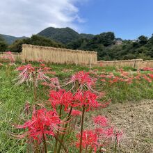 9月下旬、曼珠沙華が咲いていました。