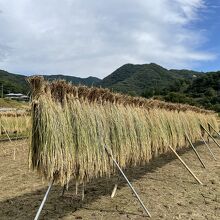 9月下旬、大半の稲は刈り終わって天日干しされていました。