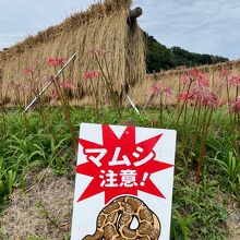 マムシ注意！