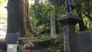 たこの足に似ている