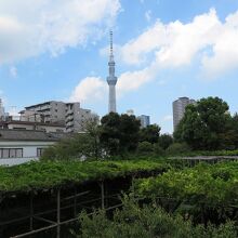 左手には「東京スカイツリー」