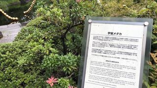 宇宙メダカがいます