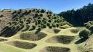 抹茶ワッフルようやく見れました