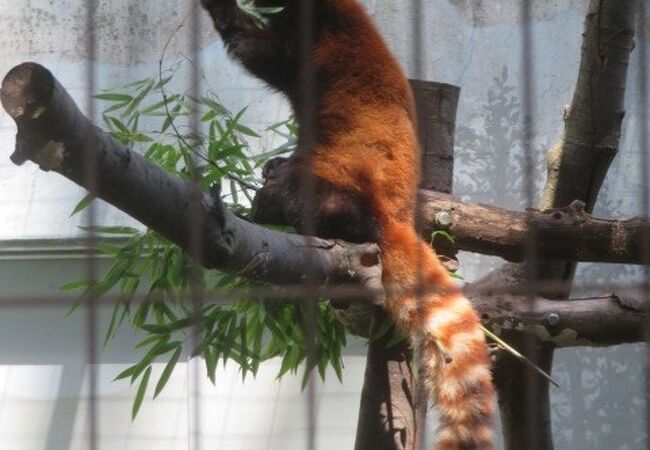 神奈川県の動物園 クチコミ人気ランキングtop16 フォートラベル