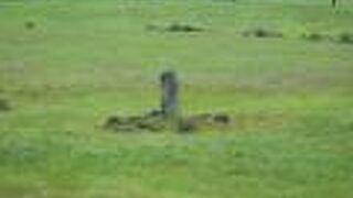 「環状列石」自体は無料で見られました