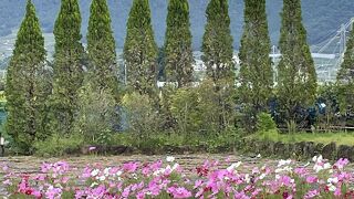 コスモスがきれい！