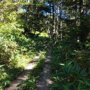 歩きやすい木道の登山道