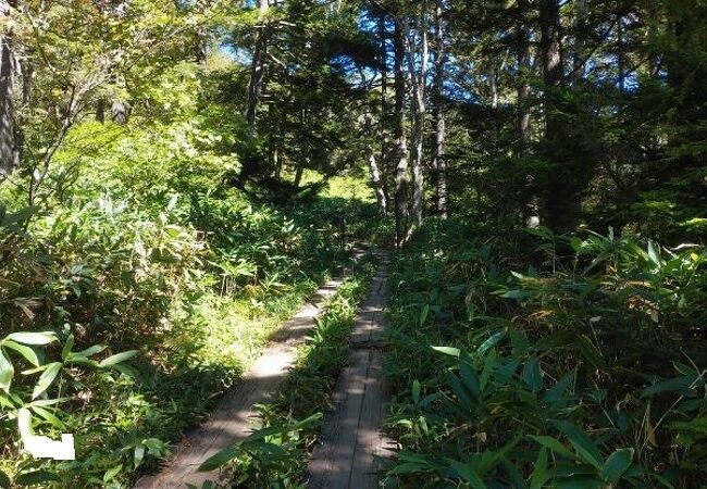 歩きやすい木道の登山道