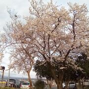 冬桜が満開だった