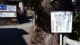 大きなクスノキは、必見