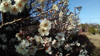 梅の花が満開で大感動