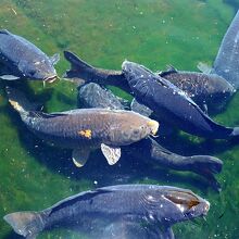 野尻湖の池の鯉