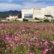 裏のお花畑は必見です！！！