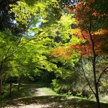 カエデの木が多い裏山
