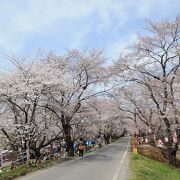 城跡近くの桜の名所