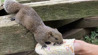 たくさんのリスと触れ合えます