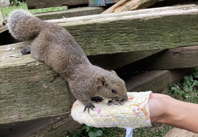 たくさんのリスと触れ合えます