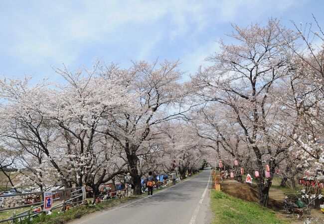 城跡近くの桜の名所