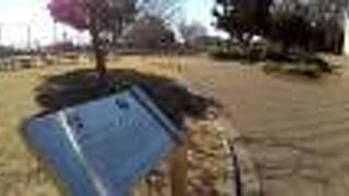 日米友好のシンボルのシドモア桜は必見