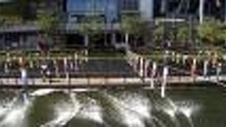 たくさんの鯉のぼりがとてもきれいでした