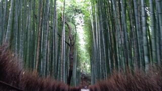 日中でも薄暗い感じ