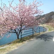河津駅周辺よりも空いてて静かに河津桜を楽しめる穴場でした