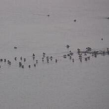 歩崎展望台から見た霞ケ浦の鴨の群