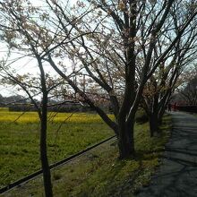桜のそばには黄色い菜の花畑も広がっていて春らしい色合いです