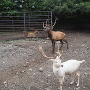 那須サファリパーク