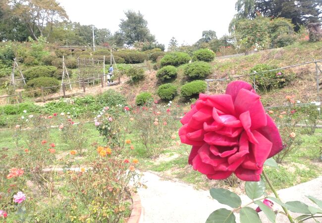 まばらに咲く秋の薔薇