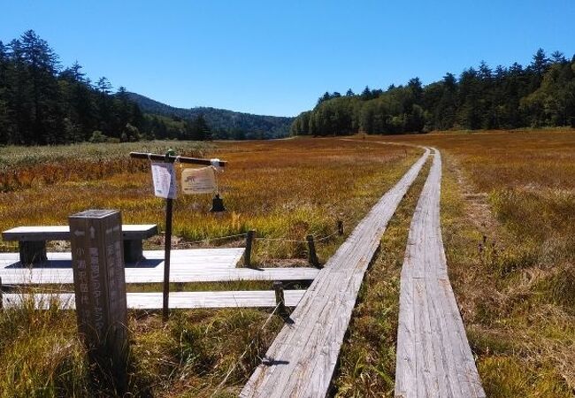 尾瀬沼近くに広がる湿原