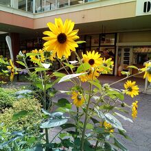 レイクタウンoutletのガーデニング