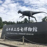 福井県で発掘された化石を中心に恐竜の全身骨格等が展示されている