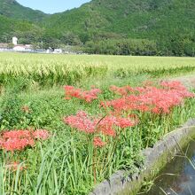 曼珠沙華の里