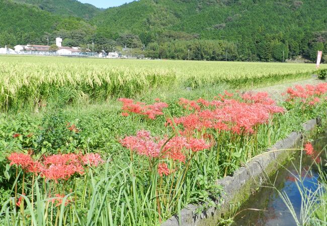 曼珠沙華の里