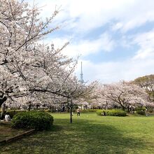 スカイツリーと桜