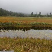 山の鼻近くで湿原の雰囲気を短時間で楽しめる