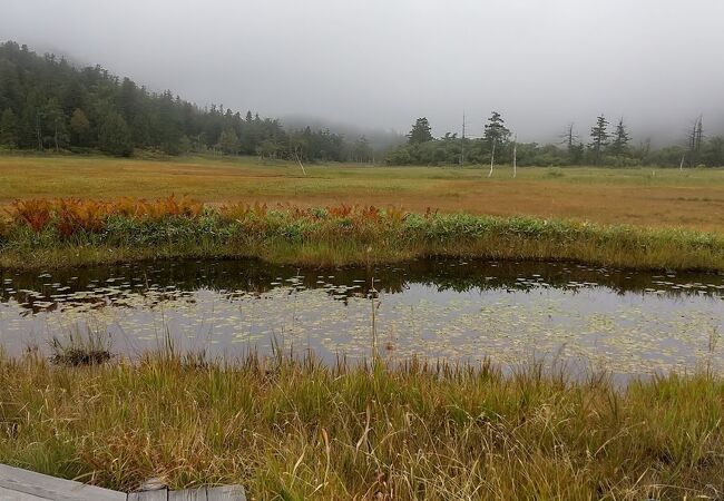 山の鼻近くで湿原の雰囲気を短時間で楽しめる