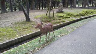 このたびはおとなしそうな鹿が多かったです。