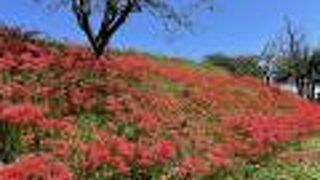 日向地区 彼岸花群生地