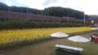 富良野メロンのテーマパーク