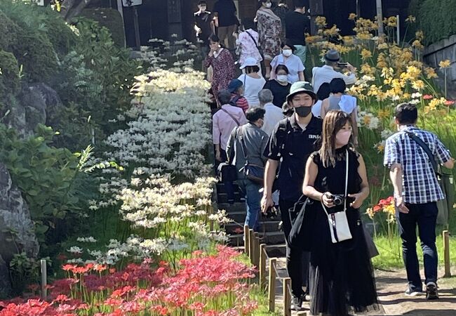 オレンジの彼岸花も咲いてます