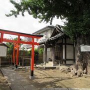 大きく生育したイチョウが特徴です