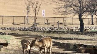 若草山焼の2日前...