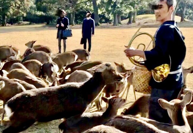 奈良公園の鹿