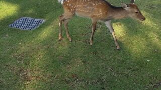 人なれしている