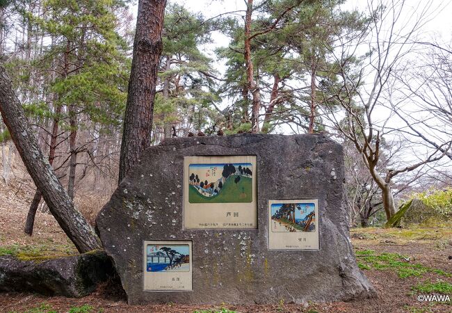 笠取峠の松並木