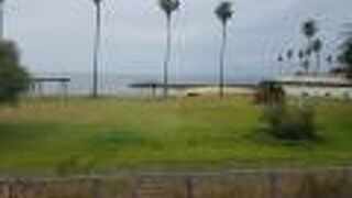 ヤシの木が立ち並び南国ムードが満開