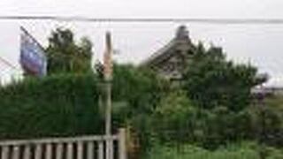 境内のソテツに目を奪われました