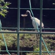 鶴の繁殖センター